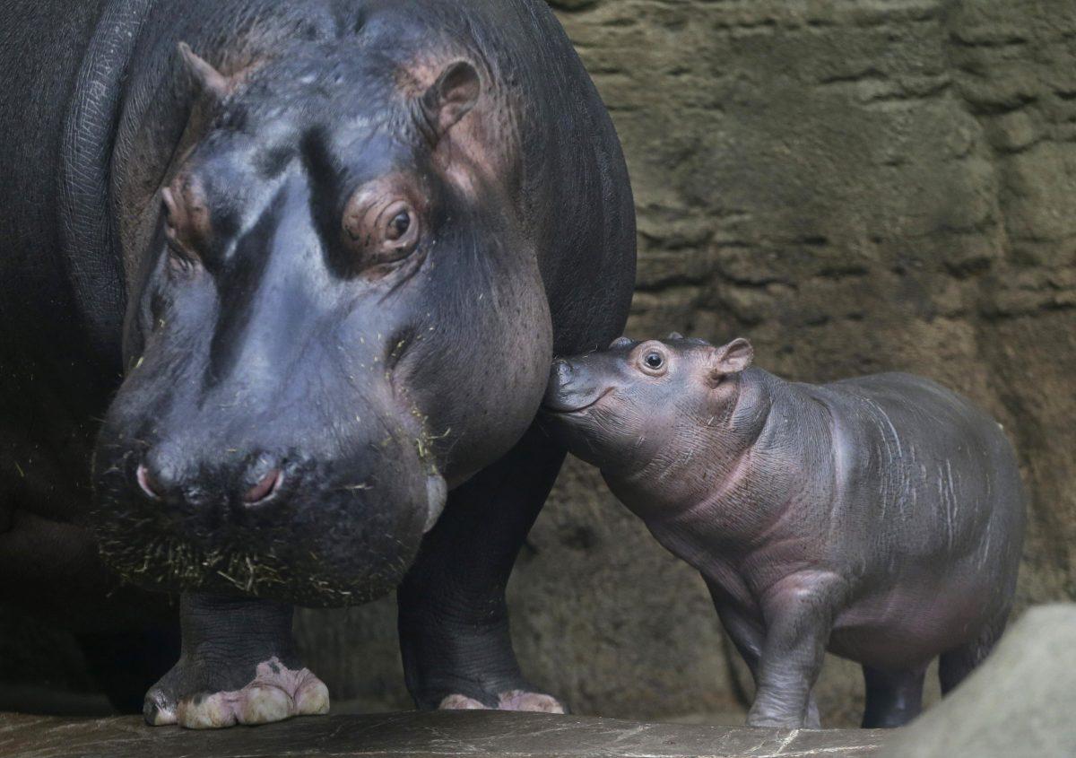 The newborn baby hippo walks with its mother Maruska in their enclosure at the zoo in Prague, Czech Republic on Feb. 24, 2016. The baby was born on Jan. 28, and is yet to be named. (AP Photo/Petr David Josek)