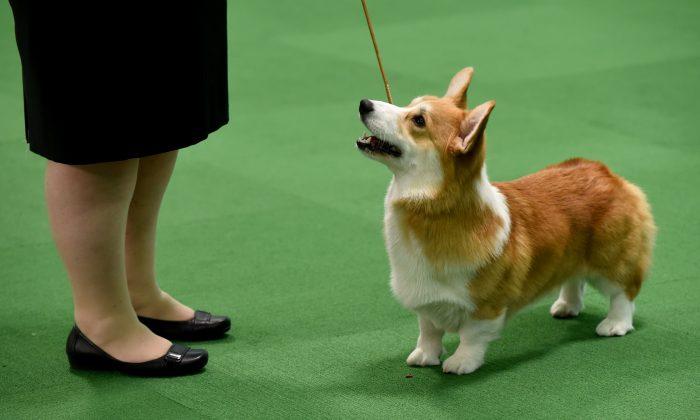 Chinese Man Slaughters and Eats Dog, Then Finds Out Corgi Belonged to His Boss
