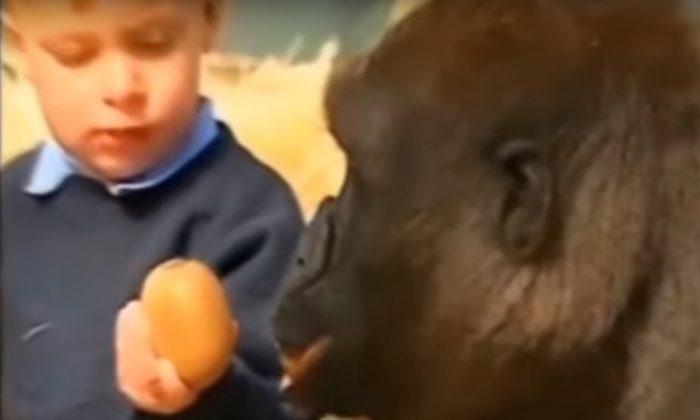 Video: Little Girl Who Grew up With Gorillas Reunites With Them 12 Years Later