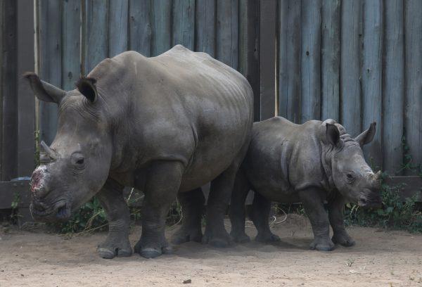 A baby rhino stands with its dehorned mother in their enclosure at a rhino orphanage in the Hluhluwe-iMfolozi Game Reserve in the KwaZulu Natal Province, South Africa, on Feb. 15, 2016. Rhinos have been slaughtered in increasing numbers to meet demand for their horns in Asia, particularly Vietnam. (AP Photo/Denis Farrell)
