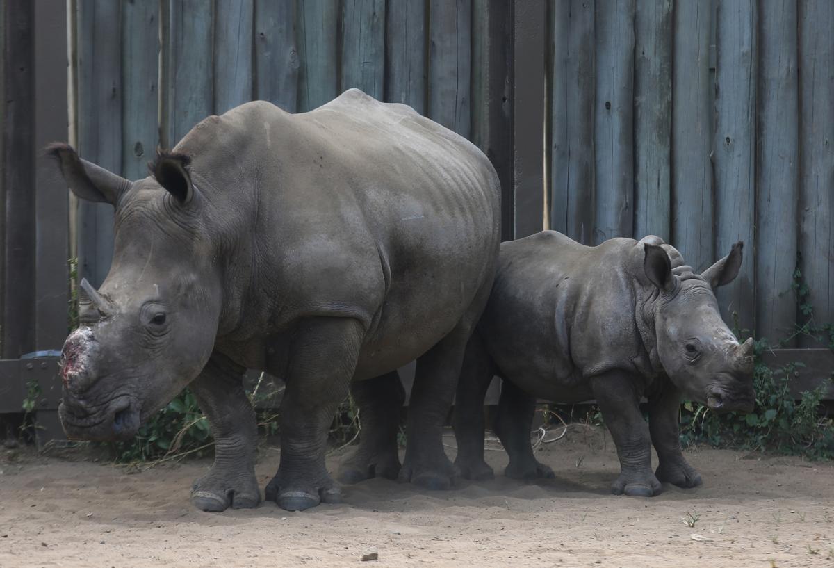 Rhinos Flourish in a South African Wildlife Park