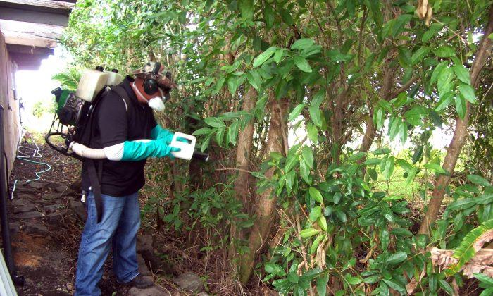 Battling Outbreak, Hawaii Faces Small Staff, Pesticide Fears