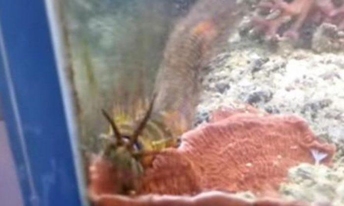 Man Finds a 3-Foot-Long Worm In His Fish Tank