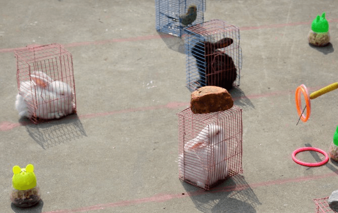 Pictures: This Chinese Game Rewards Players With Small Animals Trapped in Ridiculously Tiny Cages