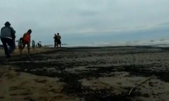 WATCH: Beetle Invasion of ‘Biblical’ Proportions Hit Beach in Argentina