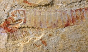 520-Million-Year-Old Fossil With Intact Nervous System Found In China (Video)