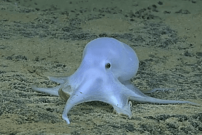Scientists Discover ‘Ghostly’ Octopod In Deep Ocean (Video)