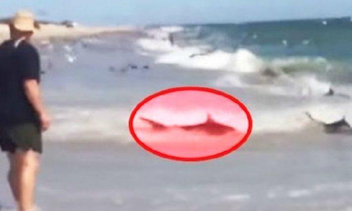 Video: Shark Feeding Frenzy in North Carolina