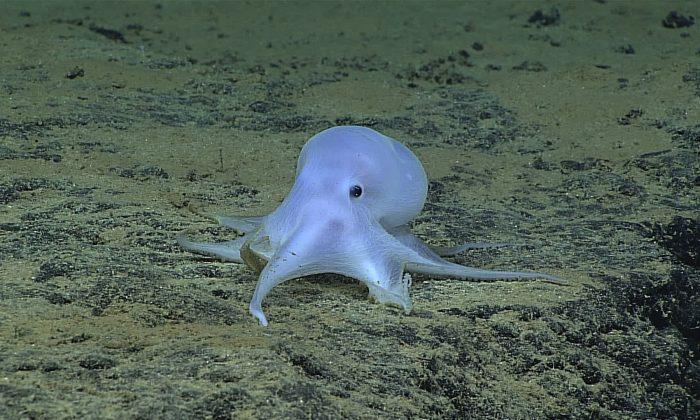 Scientists: Possible New Octopus Species Found Near Hawaii