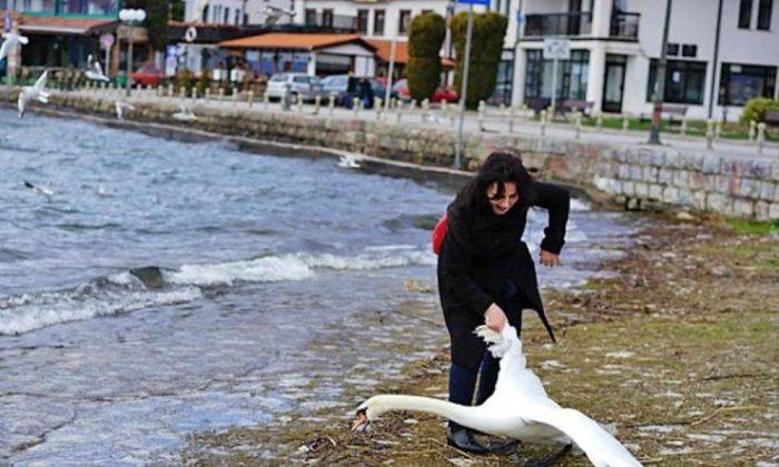 Woman Killed a Swan by Taking a Selfie With It: Reports
