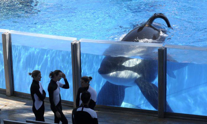 SeaWorld: Ailing ‘Blackfish’ Orca Would Have Died ‘A long time ago’ in Wild