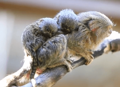 Viral Video Shows Babies of World’s Smallest Monkeys (Video)