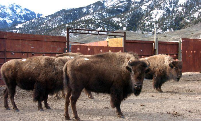 Yellowstone Bison Sent to Slaughter as Park Trims Herd