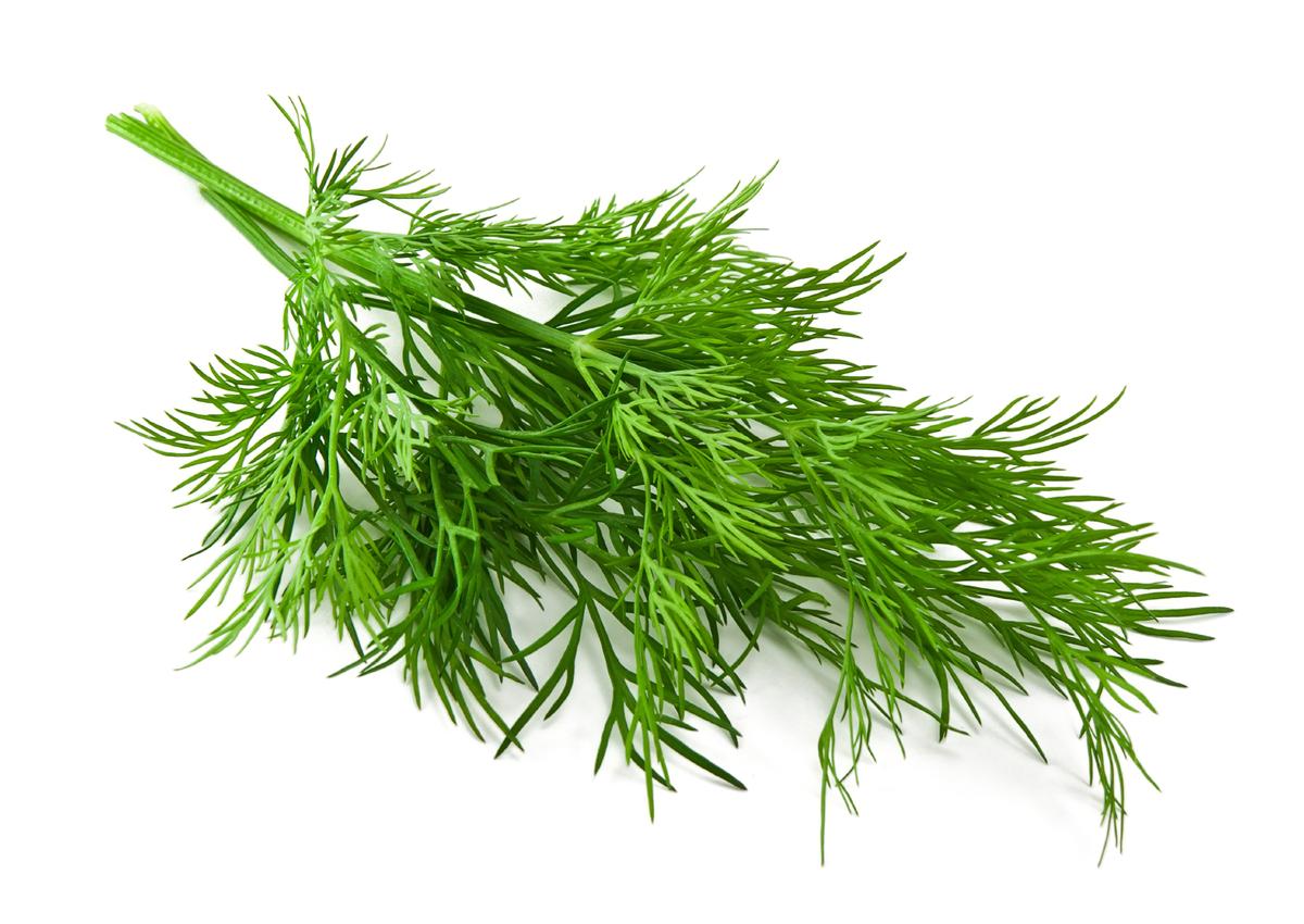 Dill: Nature's Lesser-Known Antibiotic