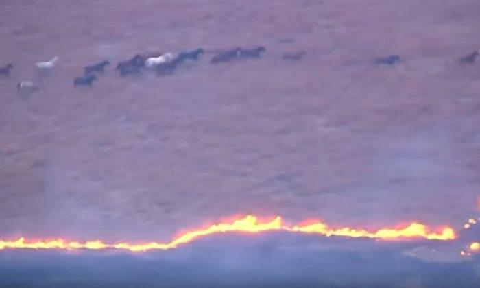 Helicopter Video Shows Wild Horses Escaping Wild Fire