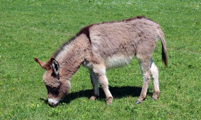 20 Miniature Donkeys Offered for Adoption at Arizona Animal Rescue Prompted Avalanche of Requests
