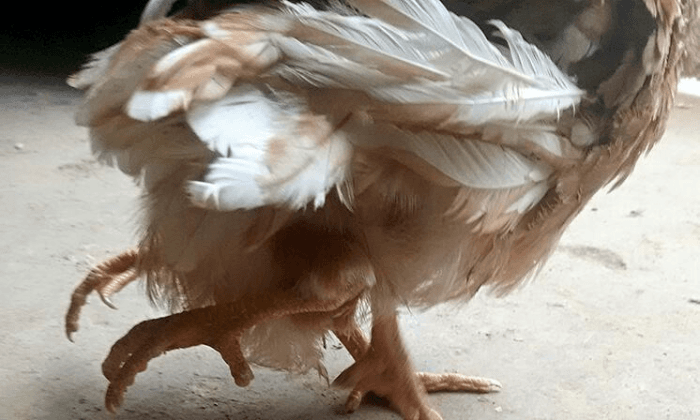 Would You Eat a Chicken With Four Legs?