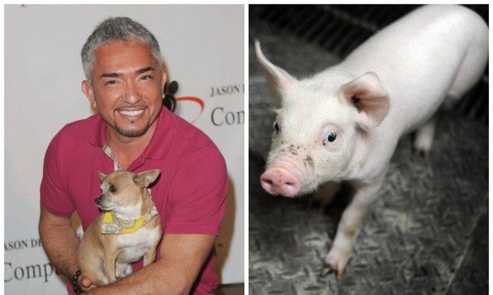 ‘Dog Whisperer’ Cesar Millan Under Investigation for Animal Cruelty