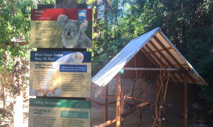 Hollywood Mountain Lion Prime Suspect in LA Zoo Koala Killing
