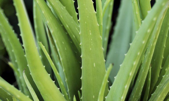 Aloe Vera: Treatments and Safety Concerns