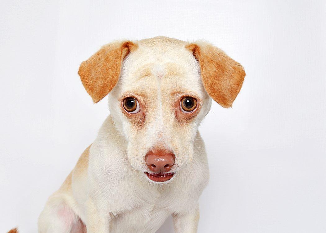 Animal Shelter Sees Record-Breaking Success, Thanks to a Little Glamour