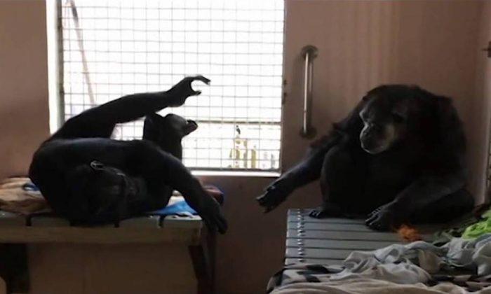 Rescued Zoo Chimp Who Spent 18 Years in Isolation Won’t Let Go of New Friend