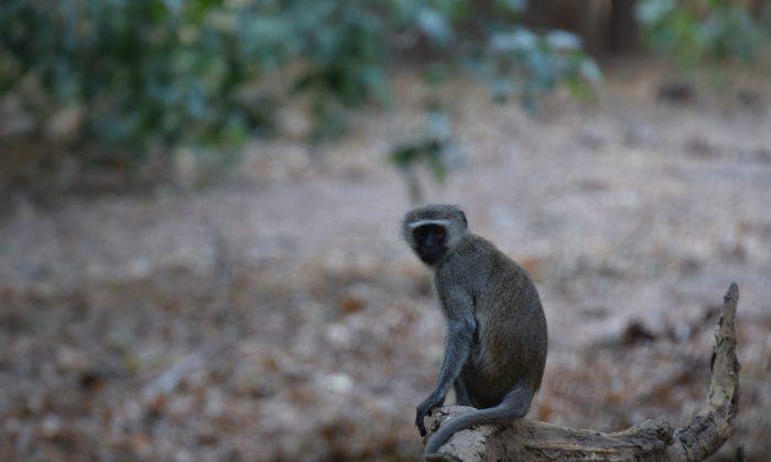 Monkey Causes Power Outage Across Kenya