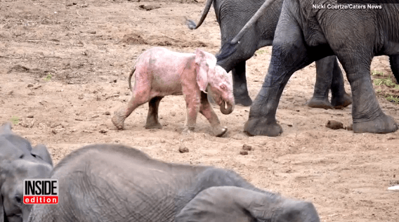 Extremely Rare Pink Albino Baby Elephant Spotted by Tourist on Safari
