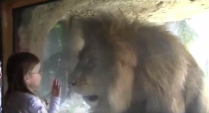Watch: Little Girl Blows Lion a Kiss at the Zoo, Gets Startled by His Reaction