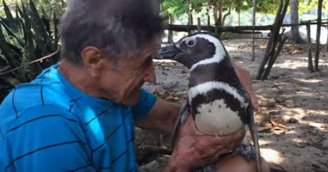 Biologist Joao Paulo Krajewski Says the ‘Penguin Story’ That Went Viral, Has Some Misconceptions