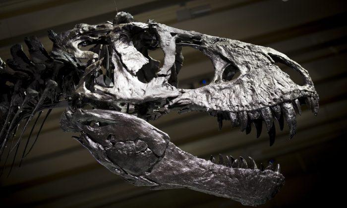 Scientists Think They Found a ‘Pregnant’ T. Rex Fossil