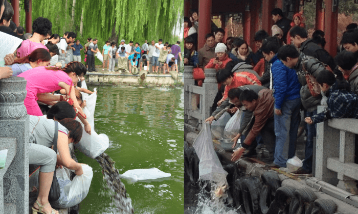 550 Pounds of Fish Were ‘Mercifully’ Released Into the Waters of Beijing—and Then Died
