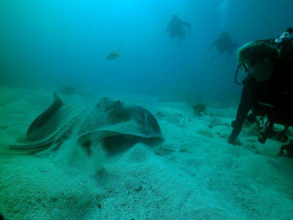 Sea Monkeys dive guide Colleen Strayer with an Atlantic stingray at Alligator Reef, Florida. (John Christopher Fine, Copyright 2016)