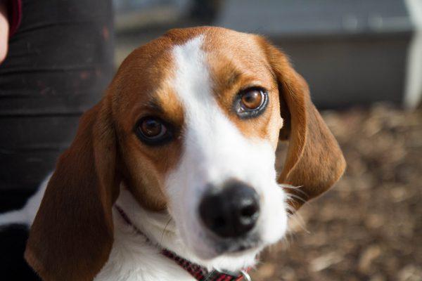 Lucy, a beagle mix, at the Goshen Humane Society on March 11, 2016. (Holly Kellum/Epoch Times)