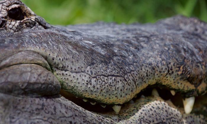 Police: Alligator Attacks Homeless Man in Florida River