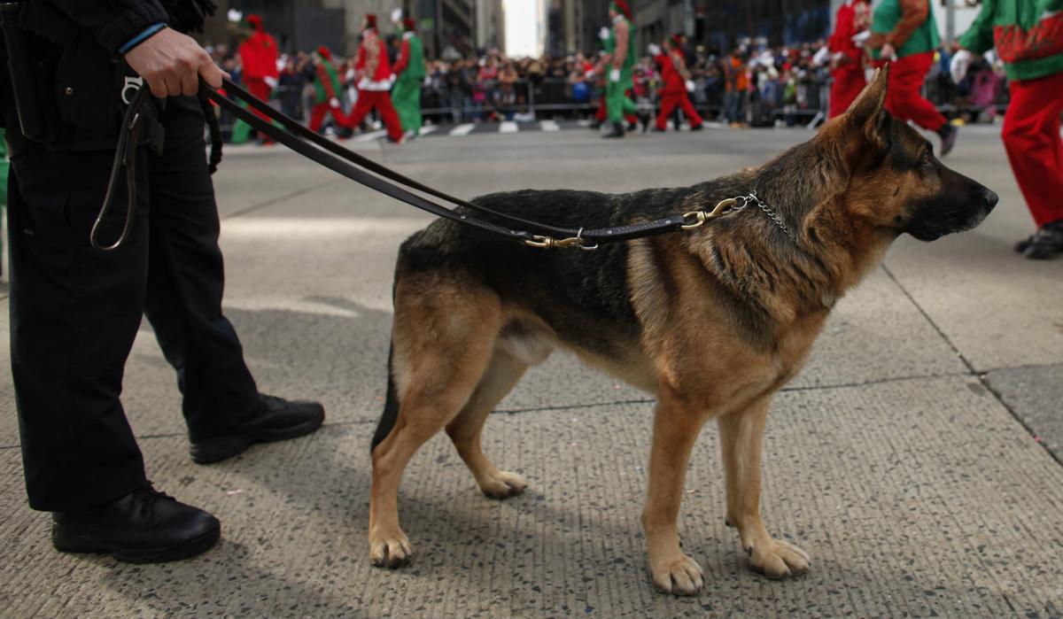 Police K-9 Hit by 200 Porcupine Quills During Pursuit, Now Recovering