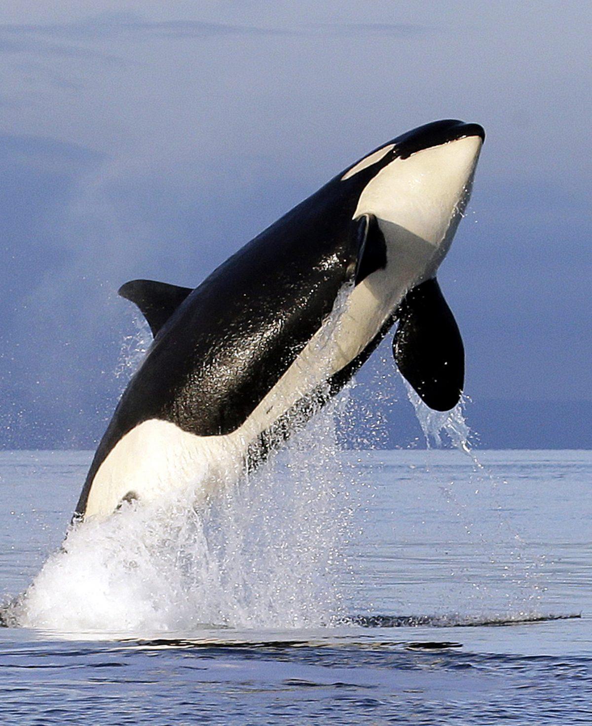 A female orca leaps from the water in Puget Sound, west of Seattle, on Jan. 18, 2014. (Elaine Thompson/Reuters/ File)