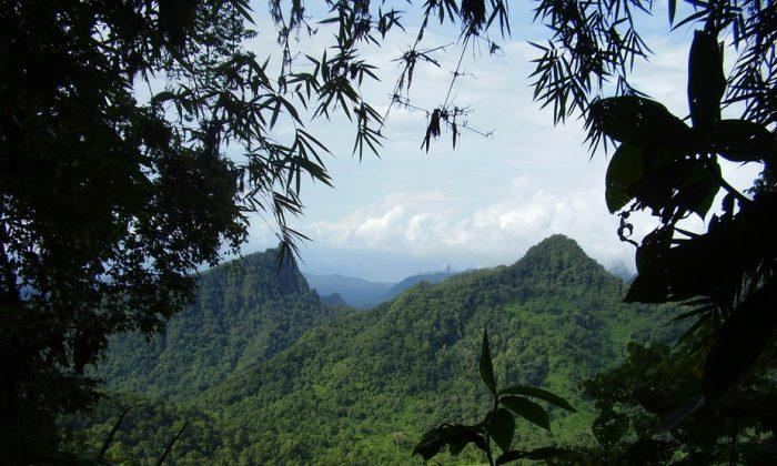 Deforestation: An Alert From the Islands of São Tomé and Príncipe