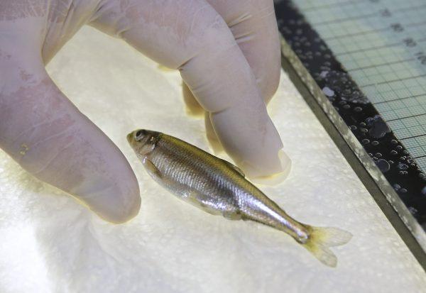 In this file photo, a Delta smelt is shown at the University of California Davis Fish Conservation and Culture Lab in Byron, Calif., on July 15, 2015. (AP Photo/Rich Pedroncelli, file)