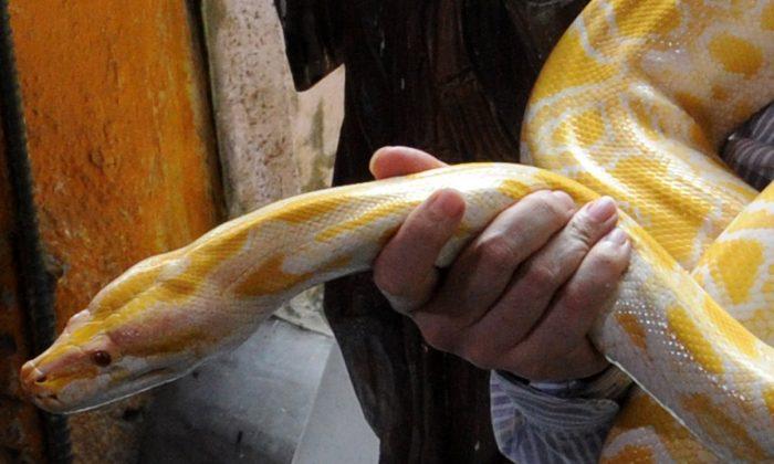 Chinese Netizens Heap Criticism on Man Who Adopts Puppies to Feed His Pet Snake