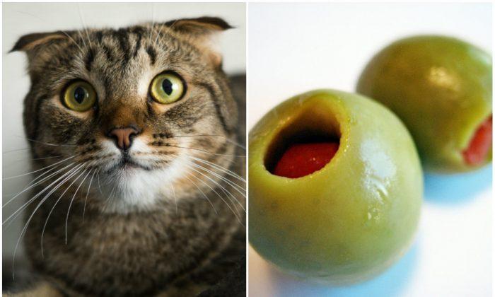 Cats Go Nuts for Olives. Why? (Videos)
