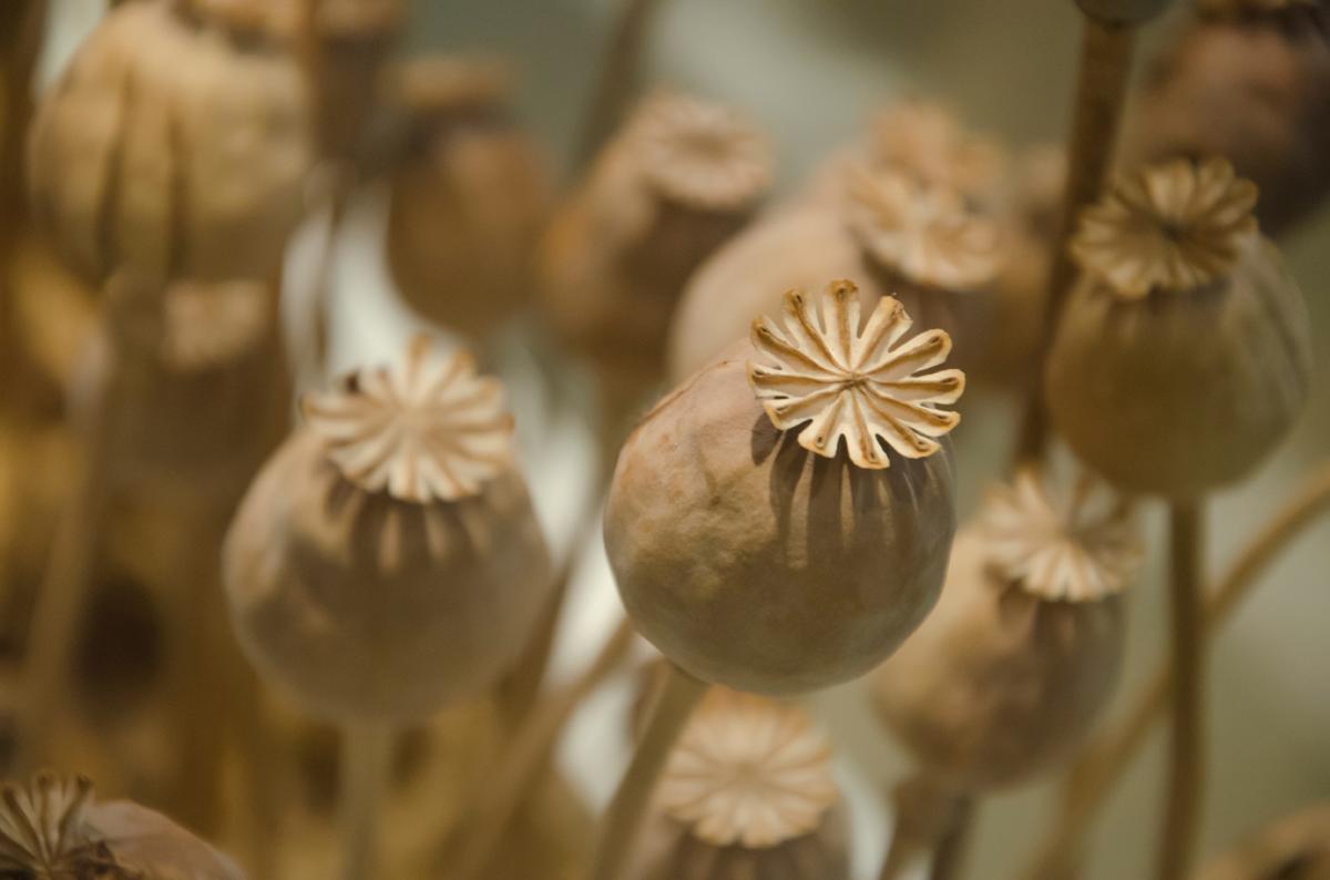Opium poppy pods, source of the crude drug opium. (Nakornkhai/iStock)