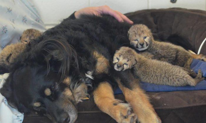 Surrogate Dog to Raise 5 Cheetah Cubs After Mom’s Death