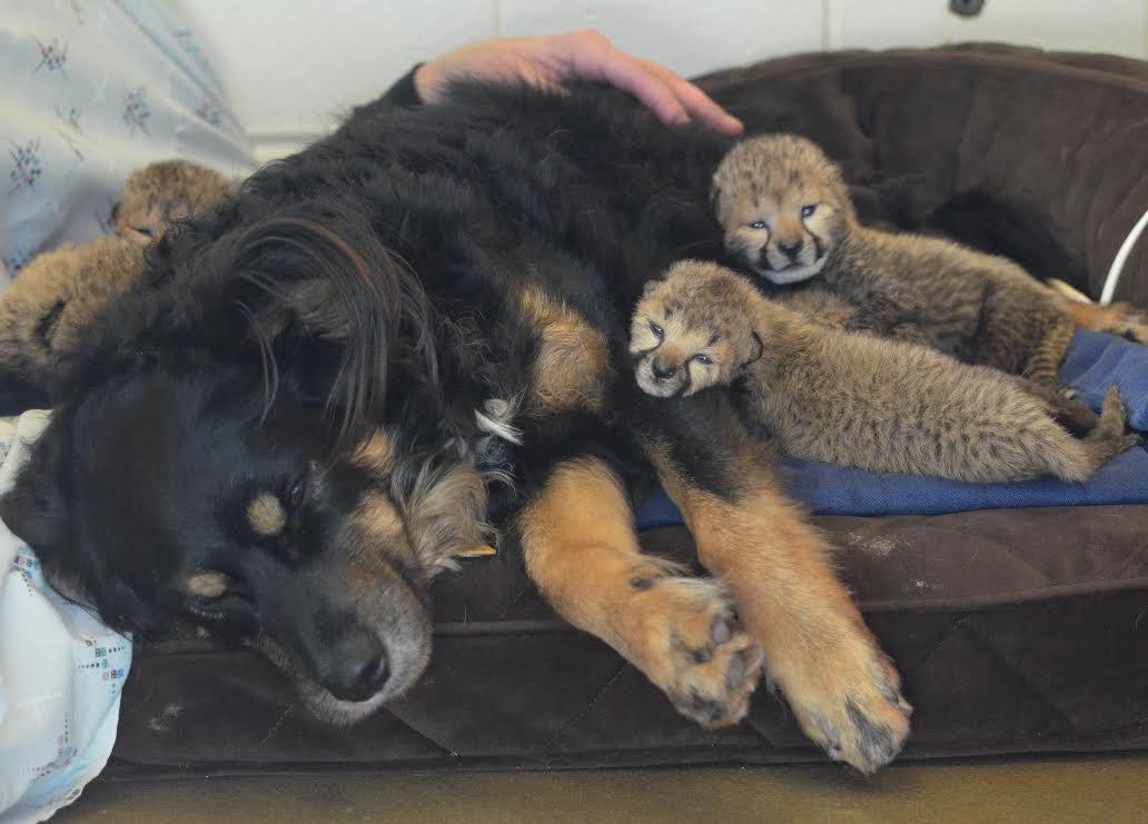 Surrogate Dog to Raise 5 Cheetah Cubs After Mom’s Death