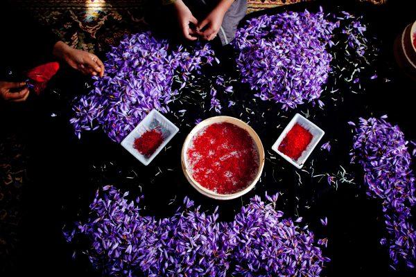 It takes about 15,000 crocus flowers to make just 3.5 ounces of dried saffron threads. And the harvesting is painstaking. It must be done entirely by hand during just one week a year. (Majid Saeedi/Getty Images)