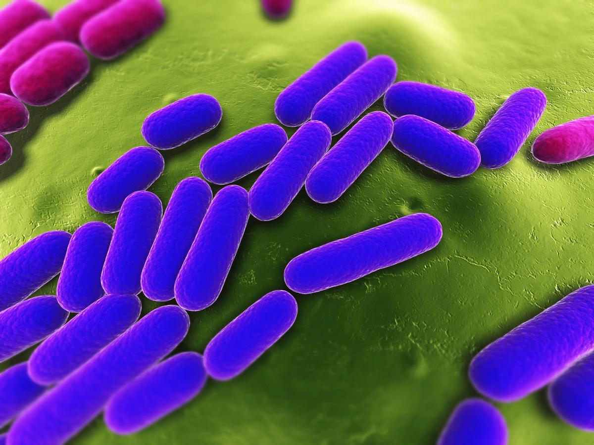 Exploring the Microcosm Within