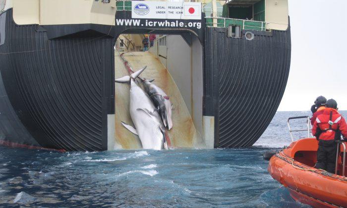 Japan’s Latest Whale Kill Draws Criticism