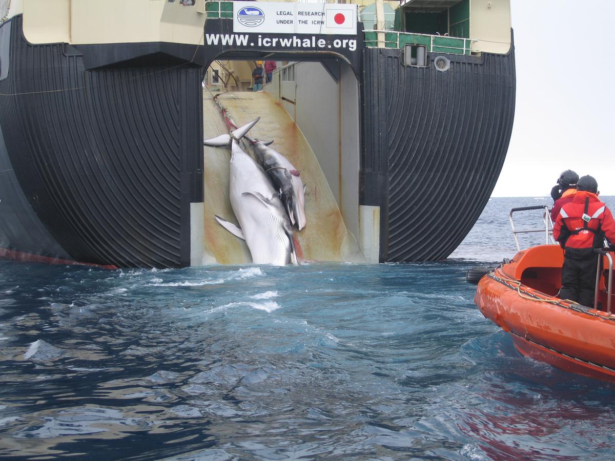 Japan’s Latest Whale Kill Draws Criticism