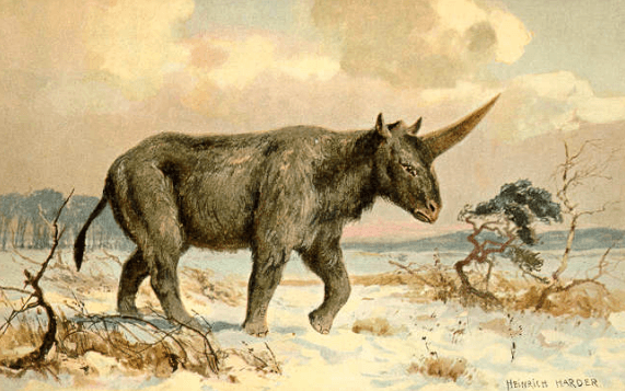 Researchers Find Siberian Unicorn Fossil Fragments in Kazakstan, Say Creature Lived Much Longer Than Thought