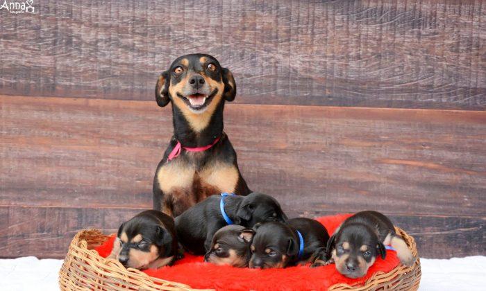 The Best Newborn Shoot Ever Stars Puppies